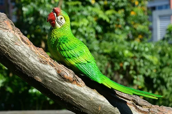 Resin Parrot Statue Wall Mounted DIY Outdoor Garden Tree Decoration Animal Sculpture - Image 36