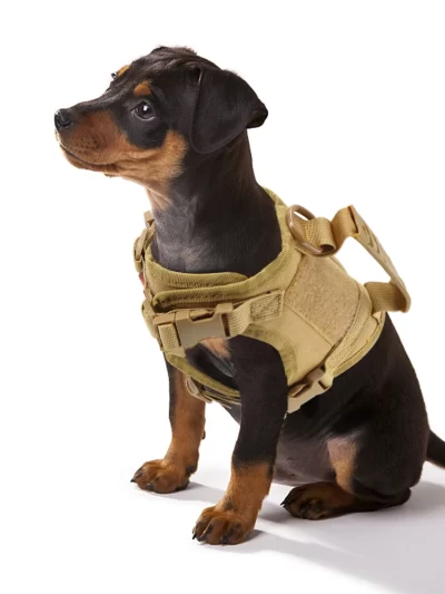 Tactical Puppy Harness Leash For Small Dogs Military Service Dog Working Training Walking